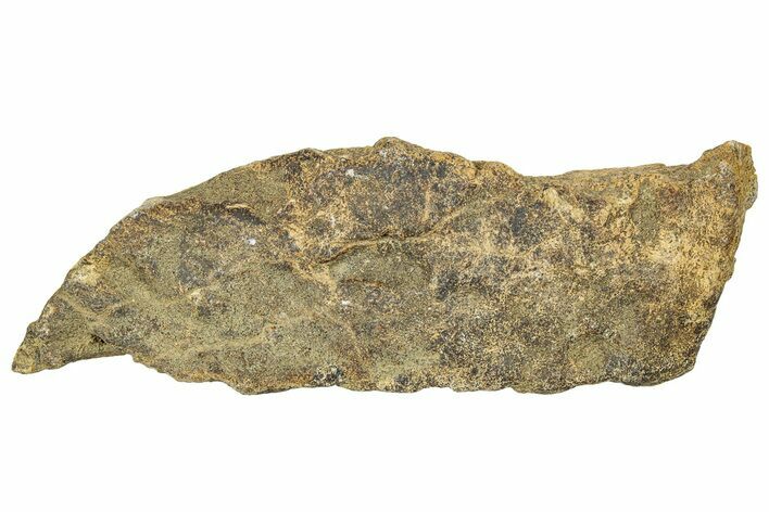 Dinosaur (Triceratops) Frill Shield Section - Montana #330192